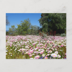 Everlasting Flowers Postcard