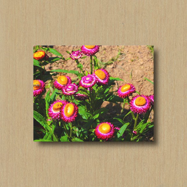 Everlasting in a Flower Garden Canvas Print (Creator Uploaded)
