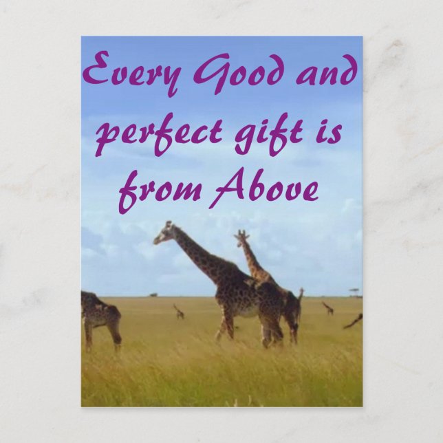 Every good & perfect gift African Safari Giraffes Postcard (Front)