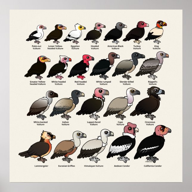 Every Vulture Poster (Front)