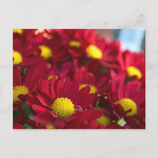 Everybody Has a Mum Postcard