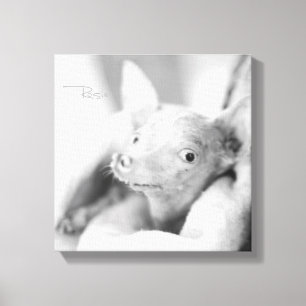 Everything Rosie Photo Canvas Print