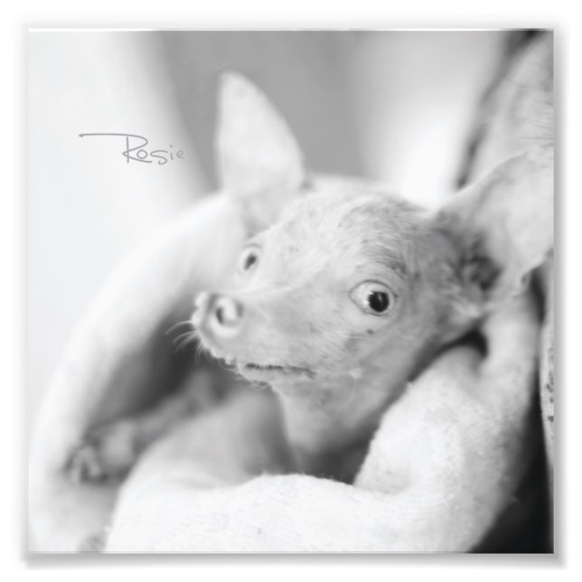 Everything Rosie Photo Print (Front)