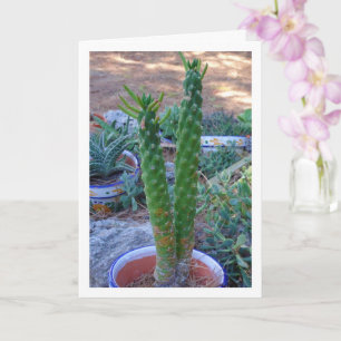 Eve's Pin Cactus Plant Card