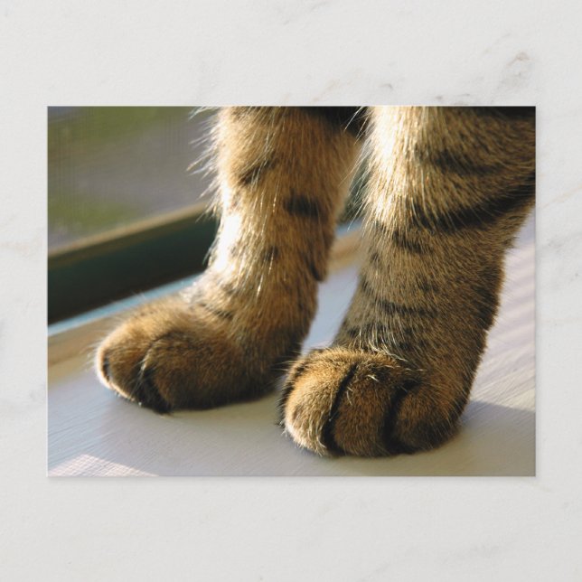 Evey's Paws Postcard (Front)