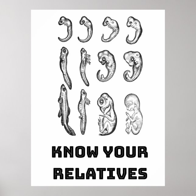 Evolution Embryogenesis Poster (Front)