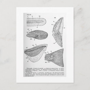 Evolution of caudal fin art postcard