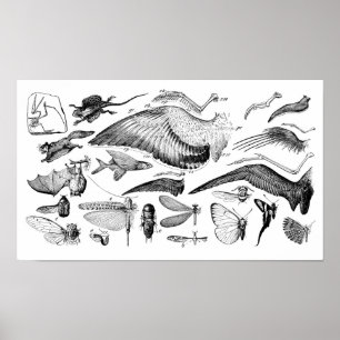 Evolution of Flight Poster