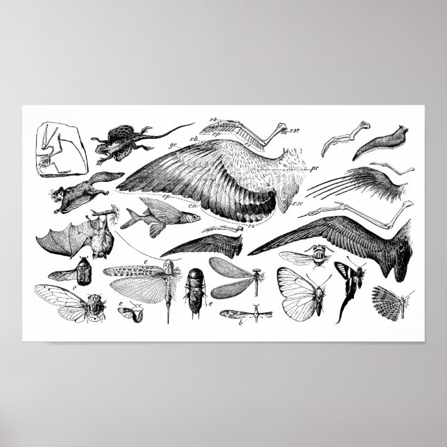 Evolution of Flight Poster (Front)