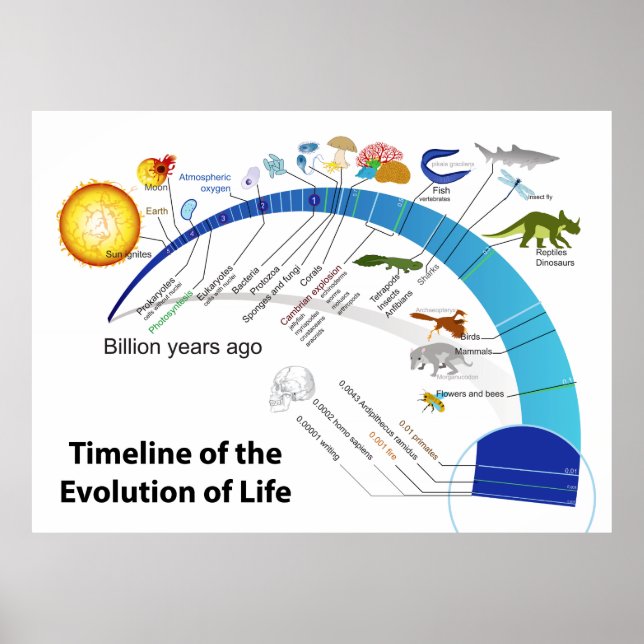 Evolution of Life on Earth Timeline Diagram Poster (Front)