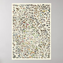 Evolution - Tree of Life Poster