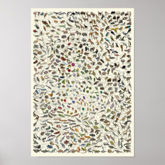 Evolution - Tree of Life Poster