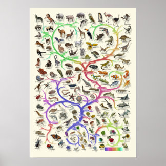 Evolution - Tree of Life -Poster Poster