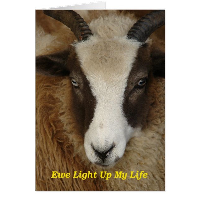 Ewe Light Up My Life (Front)