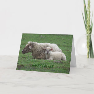 Ewe With Lamb, Easter Holiday Card