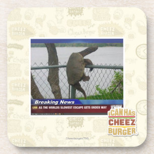 Excaping Turtle Coaster