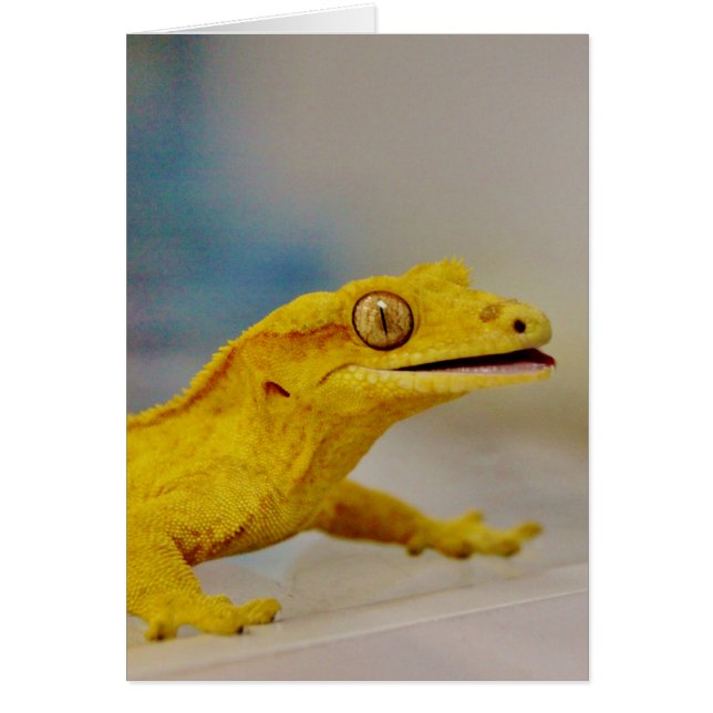 Excited Crested Gecko (Front)