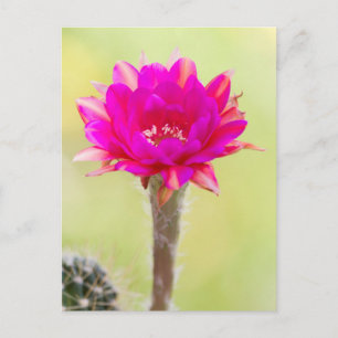 Exciting Antimatter Cactus Bloom Postcard