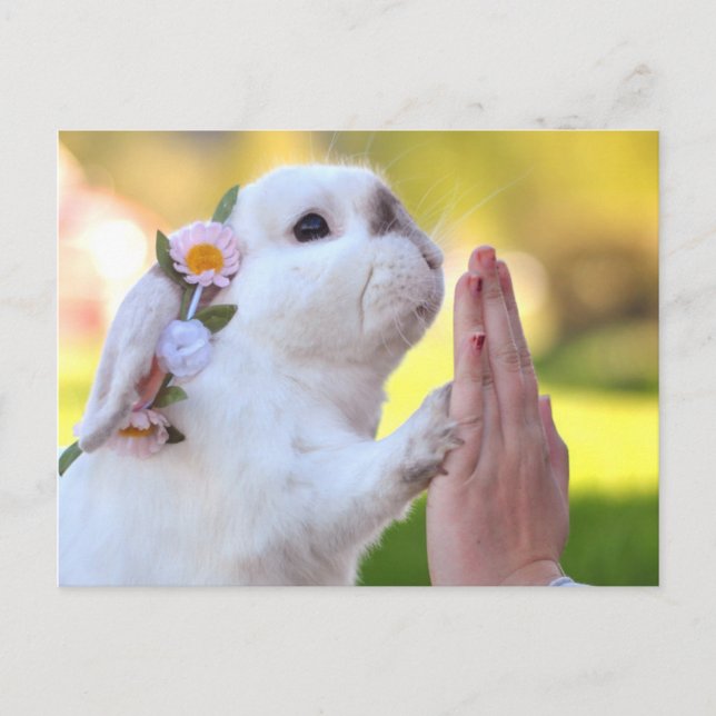 Exempel the bunny postcard (Front)