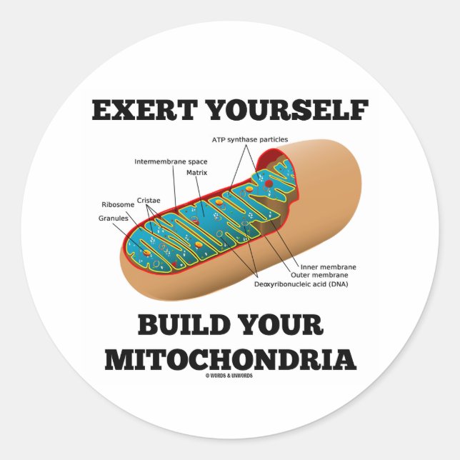 Exert Yourself Build Your Mitochondria Classic Round Sticker (Front)