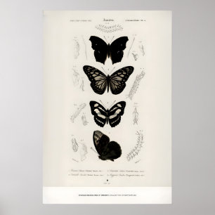 Exhibition Art Print Charles dOrbigny Butterflies