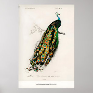Exhibition Art Print Charles dOrbigny Indian