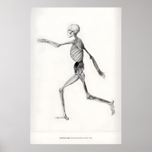Exhibition Art Print George Stubbs Human Skeleton