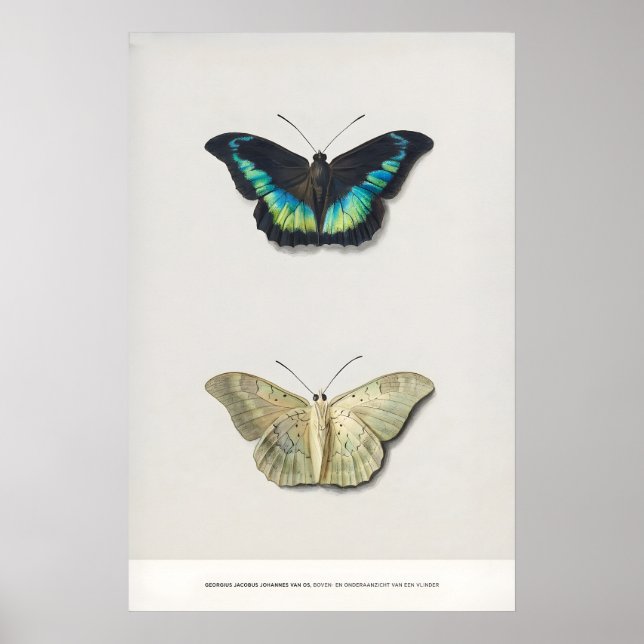 Exhibition Art Print Georgius van Os Two (Front)