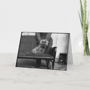 Exhibition Cat Club - Mondial 493 Card