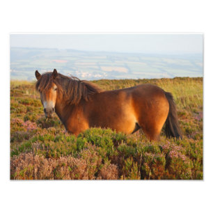 Exmoor pony, horse, Somerset, England Photo Print