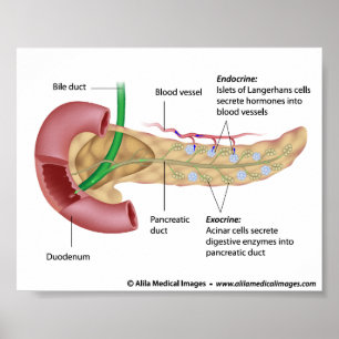 Exocrine and endocrine pancreas, labelled drawing. poster