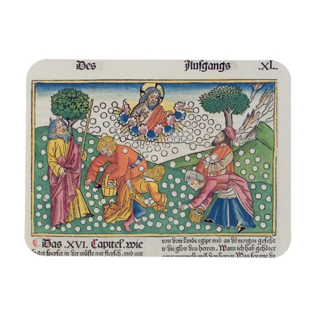 Exodus 16 13-22 God provides quail and manna to th Magnet (Horizontal)