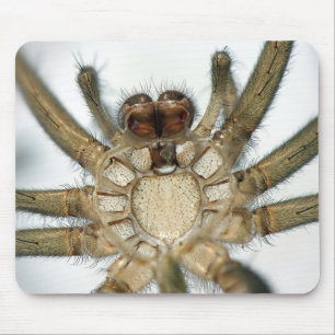 exoskeleton spider mouse pad