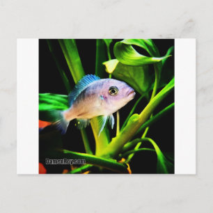 Exotic African Cichlid Fish Postcard