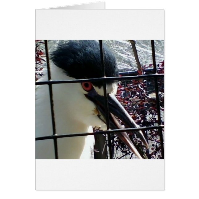 Exotic Bird at the Zoo image (Front)