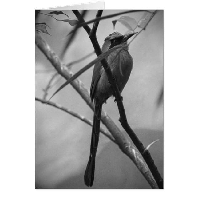 Exotic Bird in black & white (Front)