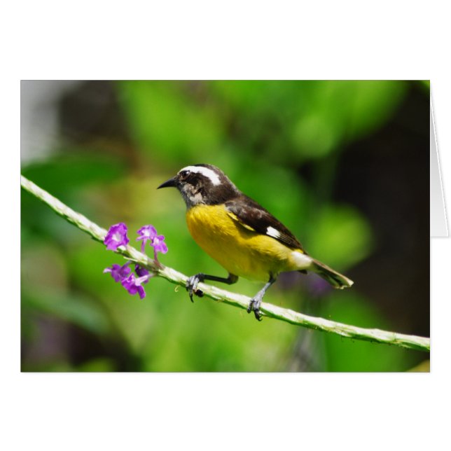 Exotic birds (Front Horizontal)