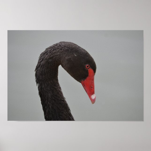 Exotic Black Swan Poster (Front)