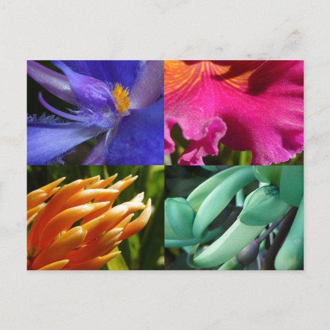 Exotic Blooms Postcard (Front)
