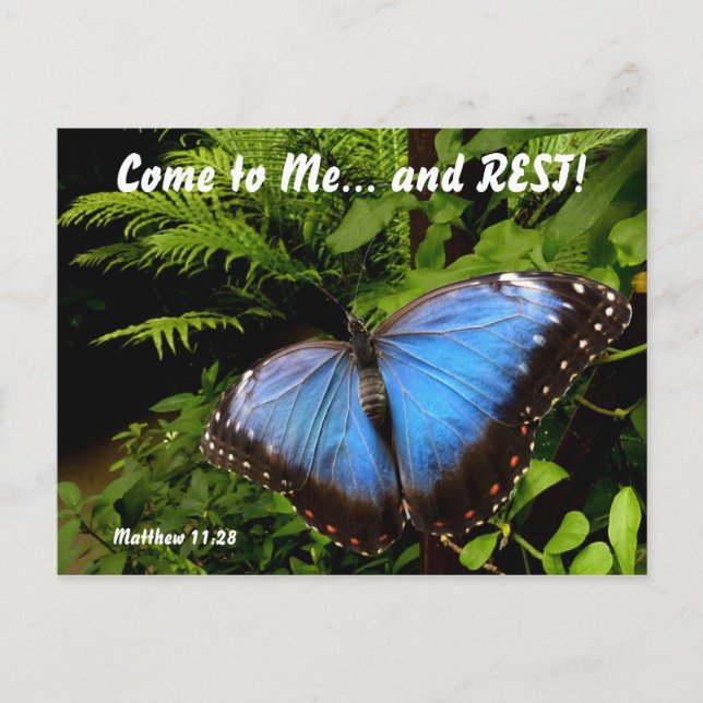 Exotic blue butterfly 2 postcard (Front)