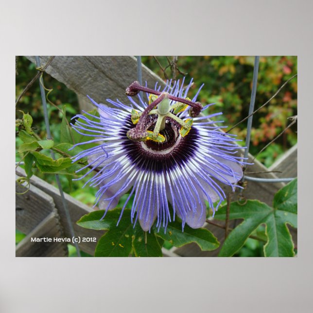 Exotic Blue Wildflower Poster (Front)