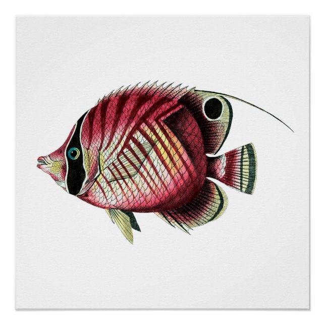 Exotic colourful fish poster (Front)