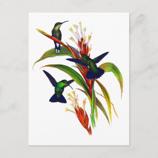 Exotic Colourful Hummingbirds Postcard