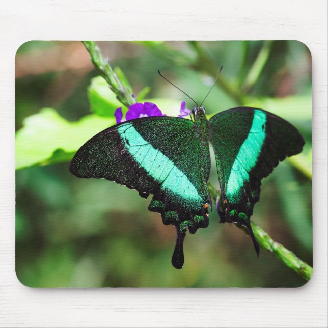 Exotic Emerald  Swallowtail Mouse Pad (Front)