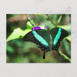 Exotic Emerald Swallowtail Postcard