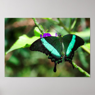 Exotic Emerald Swallowtail Poster