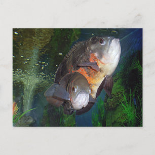 Exotic fish Astronotus in Yalta aquarium Postcard