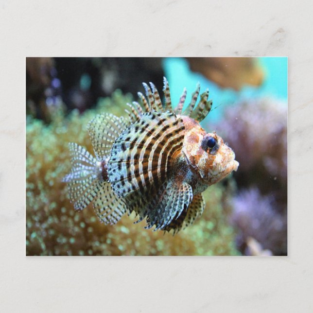 Exotic fish postcard (Front)