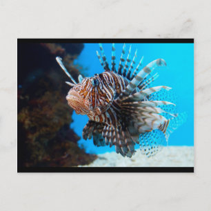 exotic fish postcard