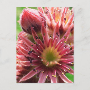 Exotic Flower, Pink Buds, Succulent / Nature Postcard